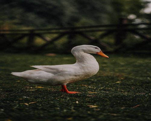 Woman meditating peacefully in a garden environment